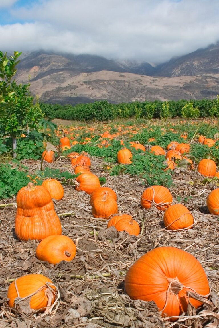 19 FUN Facts About Pumpkins That Will Amaze You 19-fun-facts-about-pumpkins-that-will-amaze-you