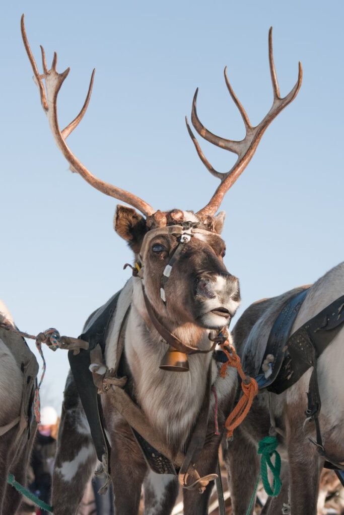 facts about reindeer