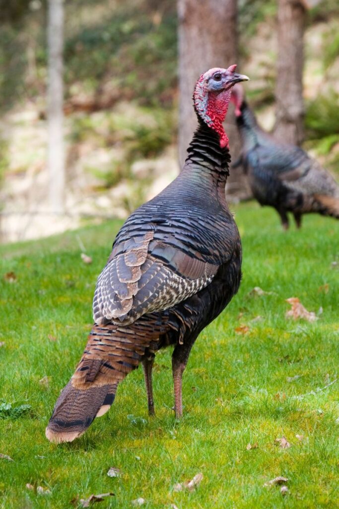 facts about turkeys