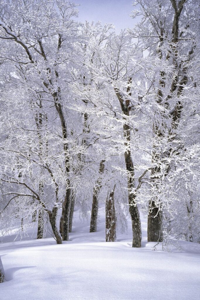 snowflake information