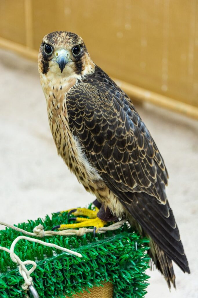 falcon