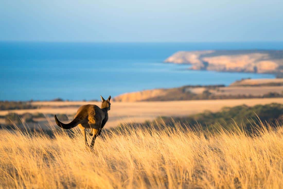 facts about kangaroo island