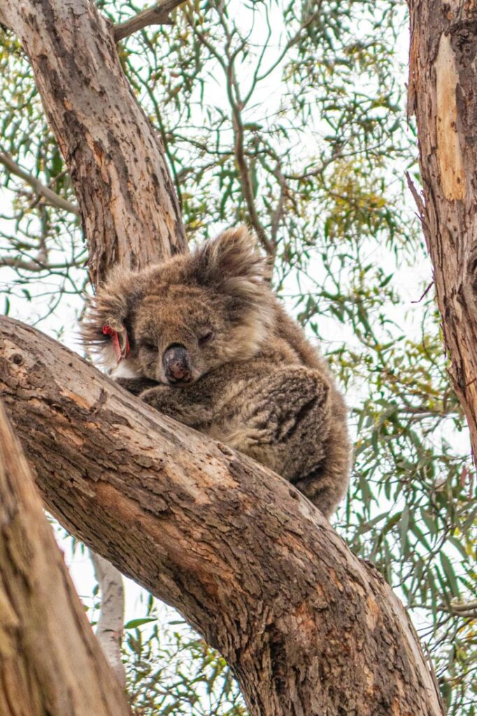 fun facts about kangaroo island