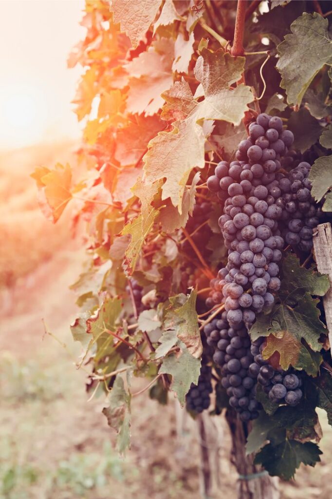 grapes growing