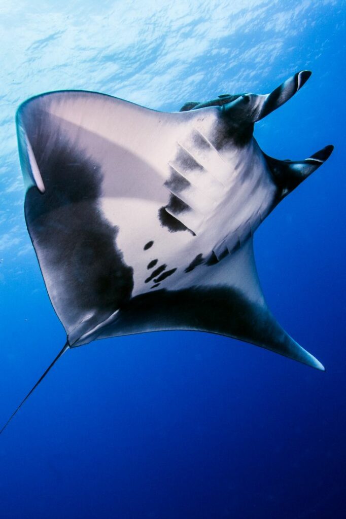 manta rays