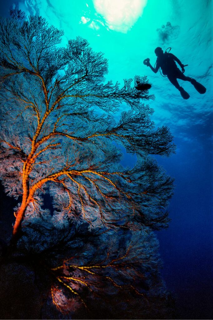 worlds longest dive