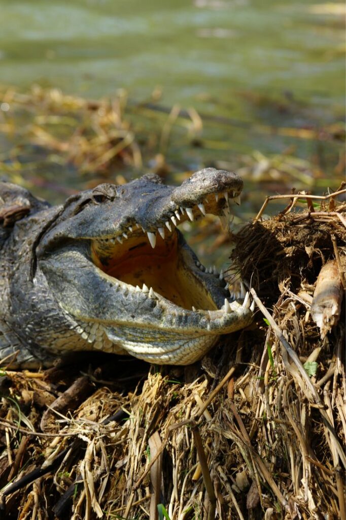 nile crocodile