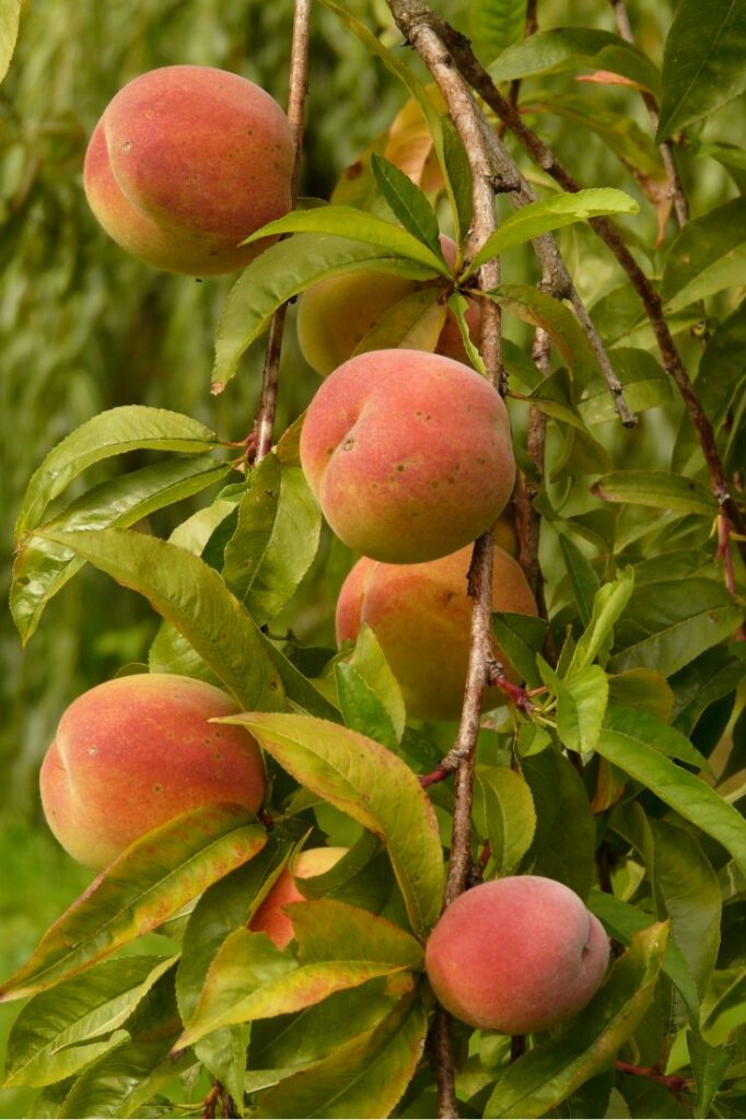 do peaches grow on trees