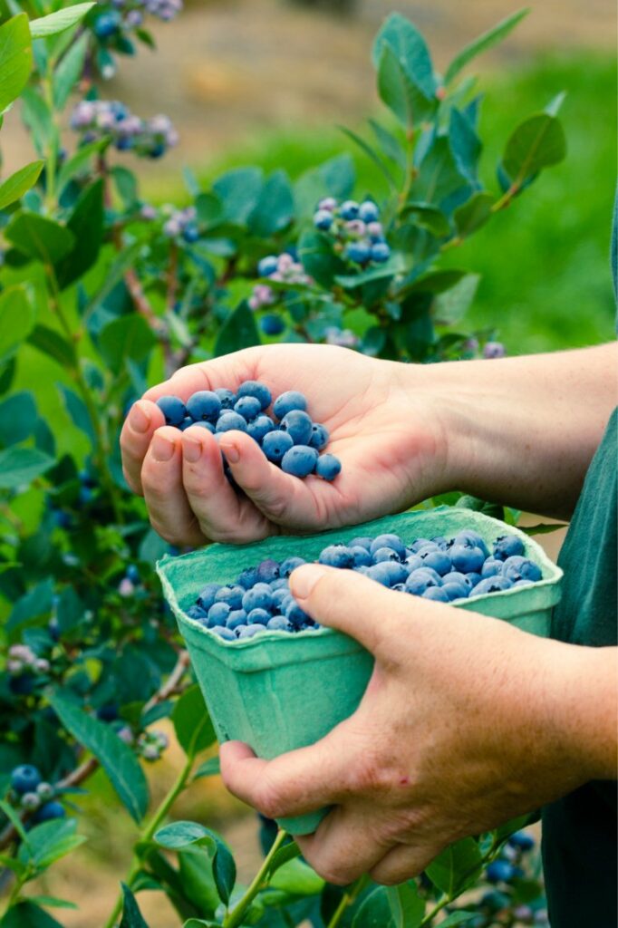 blueberry information