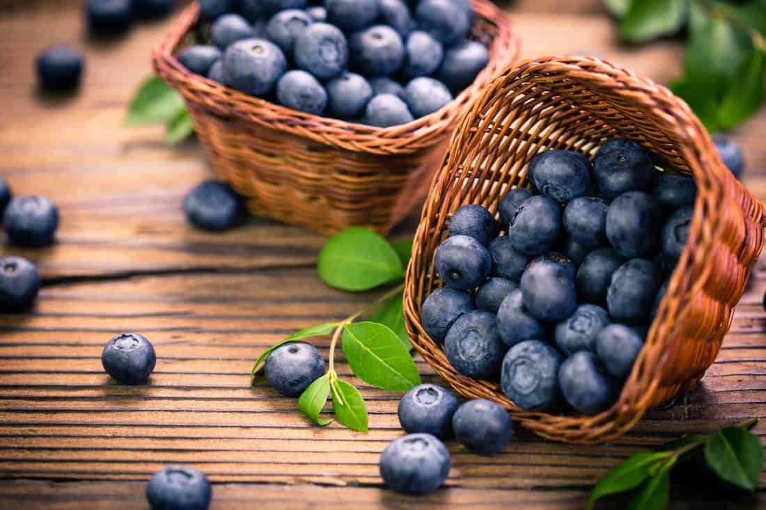 facts about blueberries