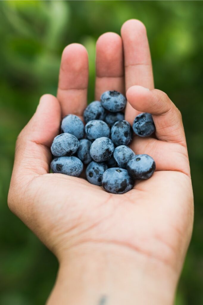 fun blueberry facts