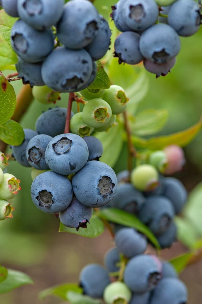 how do blueberries grow