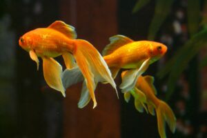 fun facts about goldfish