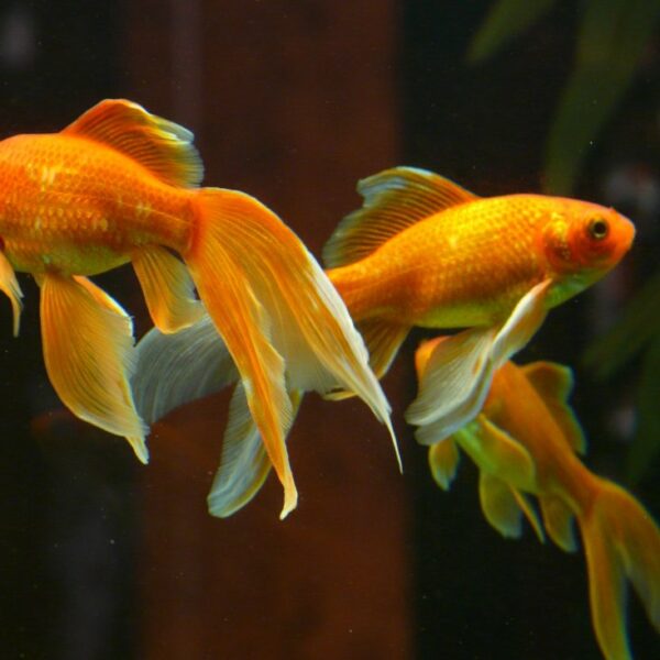 fun facts about goldfish
