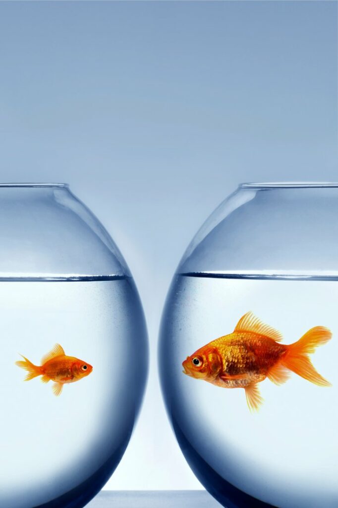 Goldfish, facts and photos