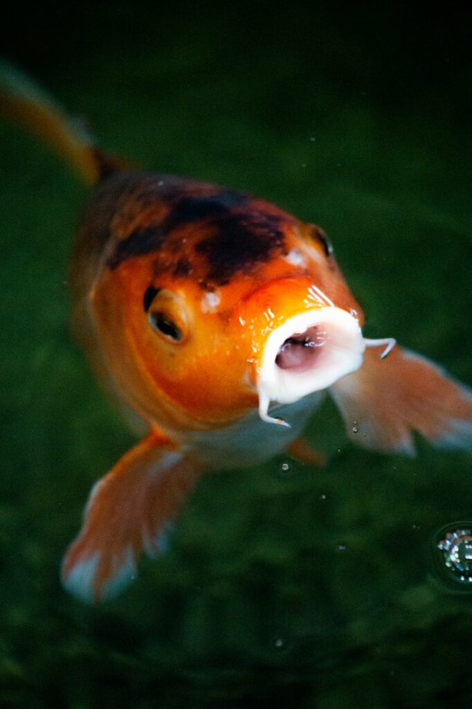 goldfish trivia