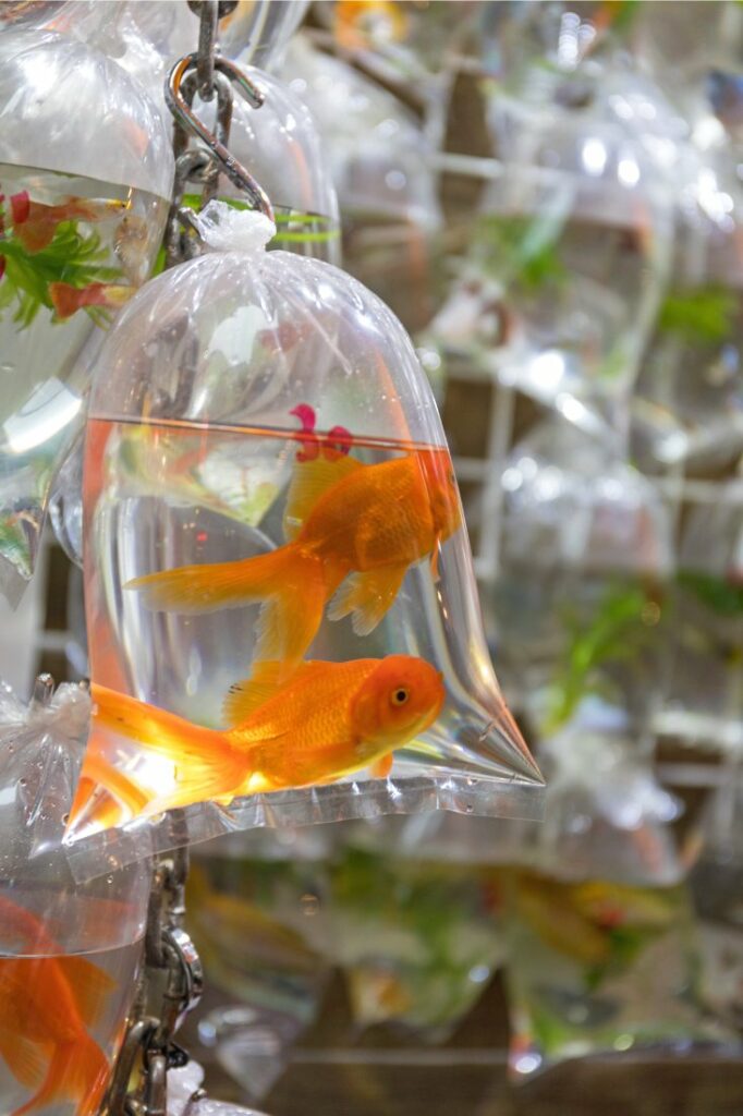 how long can goldfish live for