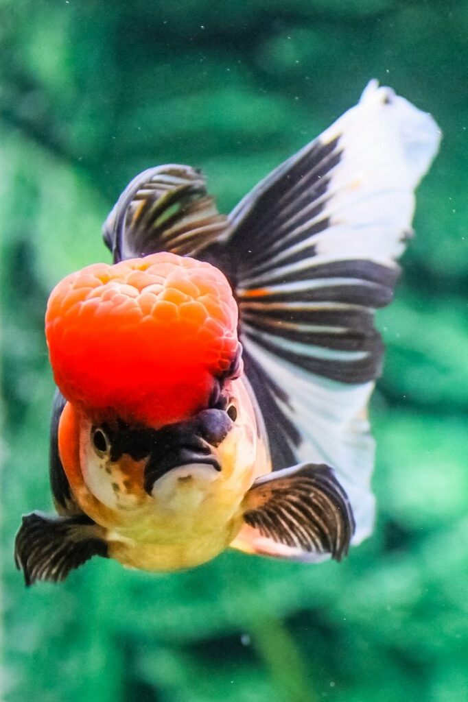 how many types of goldfish are there