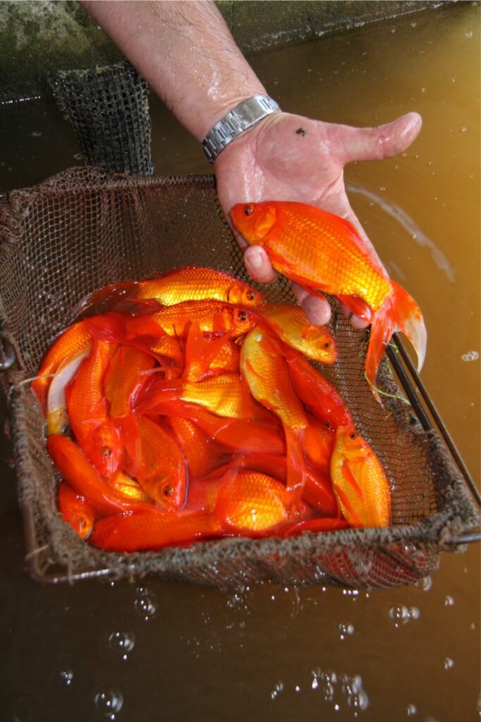 types of goldfish