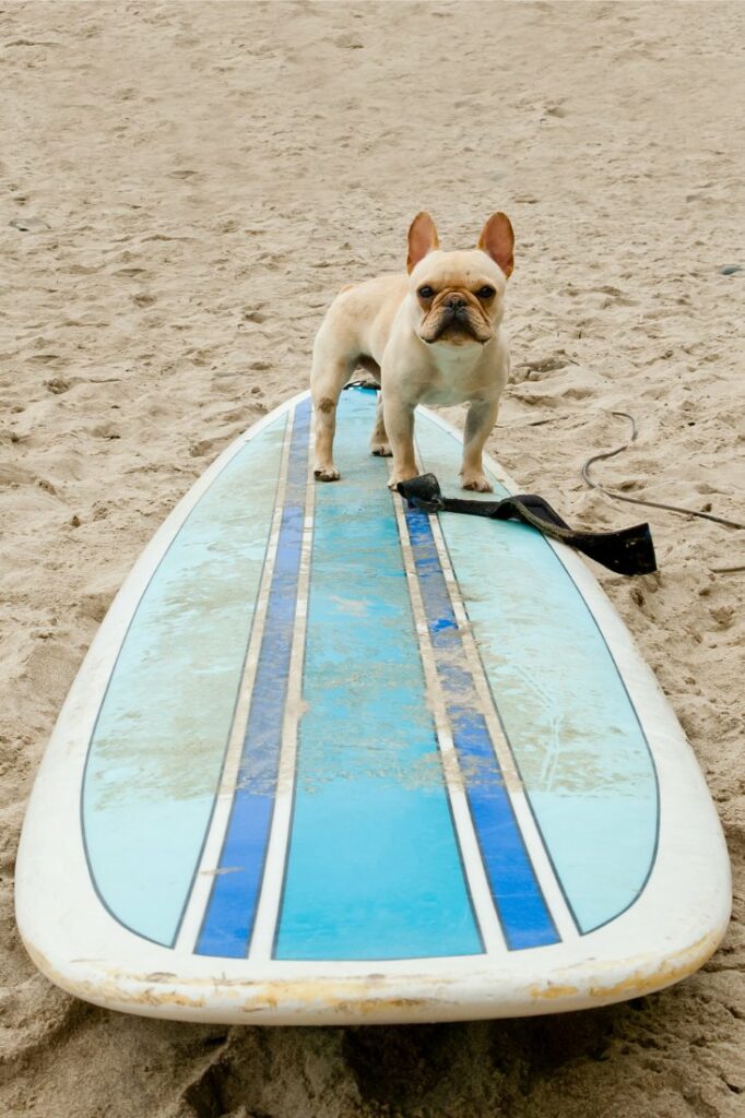 can dogs surf