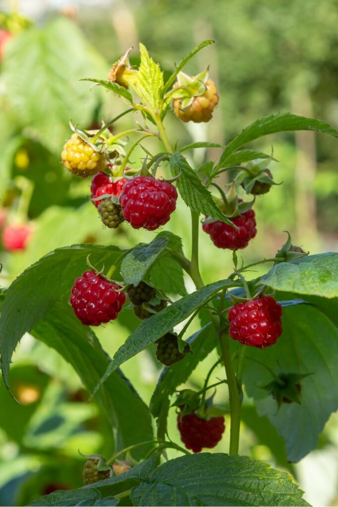how do raspberries grow