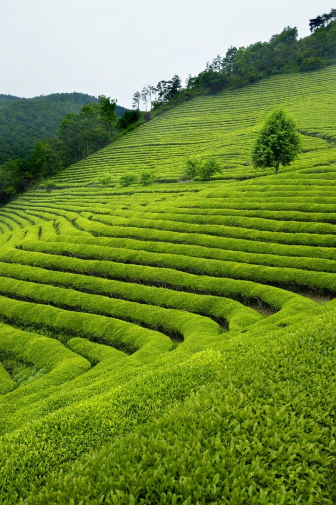 tea plantation