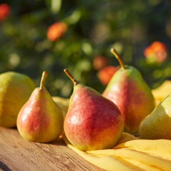 fun facts about pears