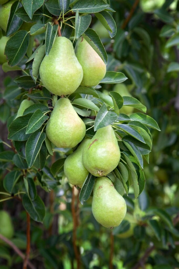 how do pears grow